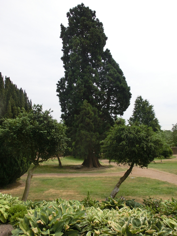 Großer Mammutbaum Küsters Garten